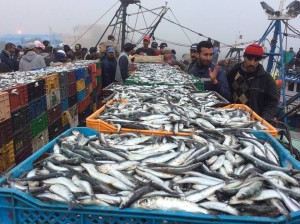 el.port.sardines